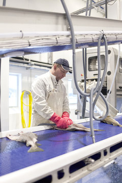 A worker cleans freshly caught cod