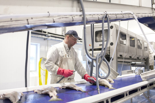 A worker cleans freshly caught cod