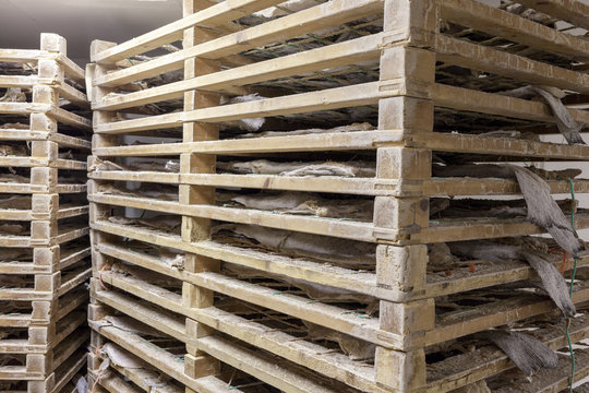 Salted cod dried on wooden racks