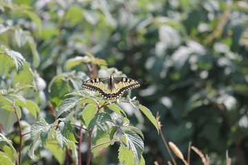 Papillon