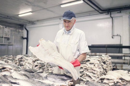 A worker hold a salted cod fish