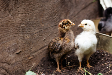 Two little chickens of different colors on nature background. Incubator.