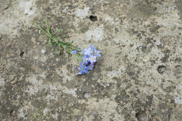 forget-me-nots