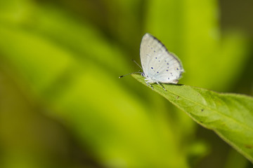 Papillon du marais de Montfort - Grésivaudan - Isère.