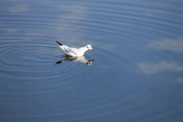 Mouette sur l'eau