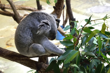 多摩動物公園 木の上で眠るコアラのアップ