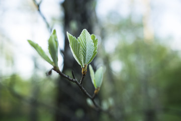 spring