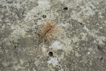 Thorn
