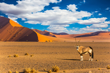 Oryx standing at the road © Kushnirov Avraham