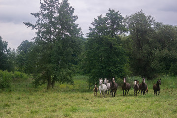 Fototapeta na wymiar horses on a field