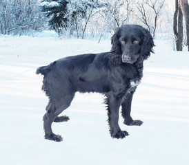 Black dog on snow