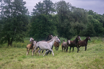 horses on a field