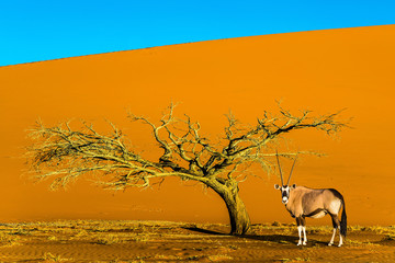 African Oryx gaselle standing at the road