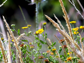 Fleurs de garrigue