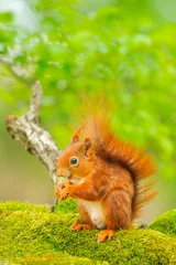 Poster de jardin Écureuil happy squirrel   © artepicturas