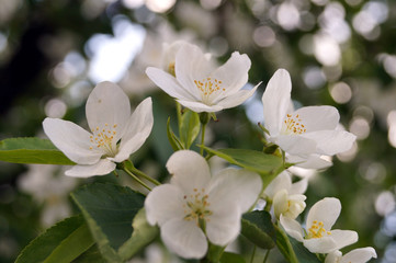 Apple tree blooms