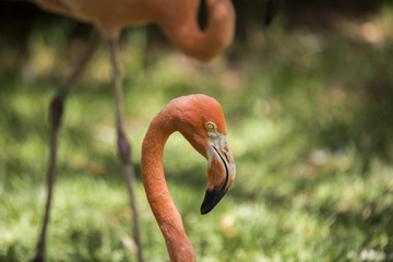 Chilean flamingo (Phoenicopterus chilensis)