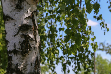 Obraz premium Birch foliage