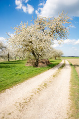 Meadow with flowering fruit trees