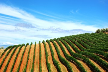 Views of vineyards in South Africa near Franshoek