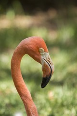 Chilean flamingo (Phoenicopterus chilensis)
