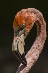 Fototapeta premium Chilean flamingo (Phoenicopterus chilensis)