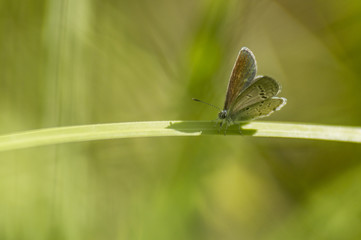 Papillon du marais de Montfort - Grésivaudan - Isère.