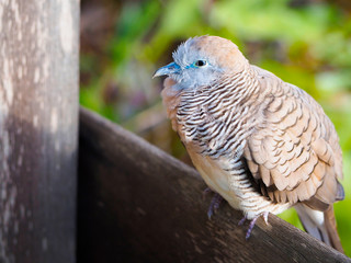 The zebra dove on a piece of wood in the garden.