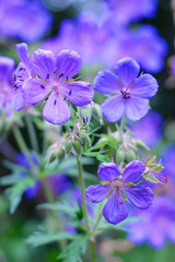 Fototapeta na wymiar Beautiful picture with blue flowers