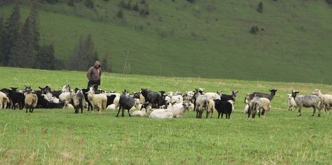 flock of sheep breeding in the green grass mountain meadow