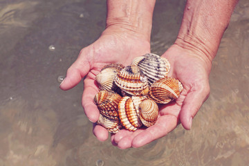 Hands full of sea shells