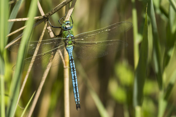 Libellules du marais de Montfort - Grésivaudan - Isère.