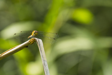 Libellules du marais de Montfort - Grésivaudan - Isère.