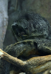 Affe