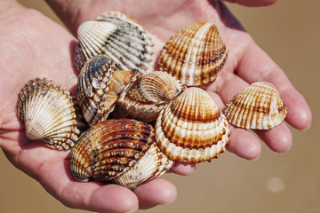Hands full of sea shells