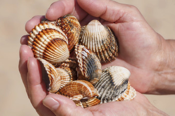 Hands full of sea shells