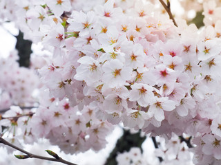 Beautiful Sakura full blooming at the season, Kyoto, Japan