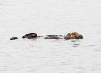 Fototapeta premium Sleeping Otter in Alaska
