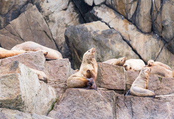 Sea Lion on the Rocks
