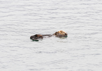Fototapeta premium Floating Otter in the Sea