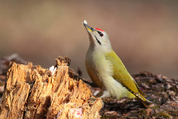 Male grey woodpecker with fat on his beak. Warm morning light and unusual perspective photo.