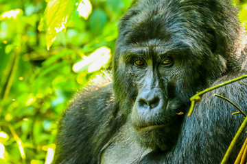 wild Gorilla in the rainforest of Uganda