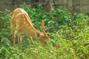 A deer in the green garden