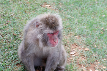 Japanese macaques