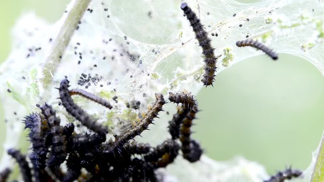 Raupen des Tagpfauenauges auf Brennessel