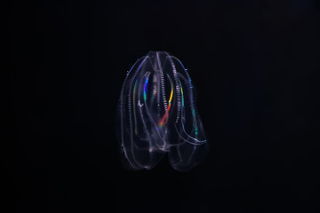 Cténophore