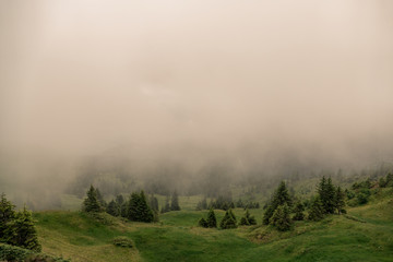 foggy green landscape with pines