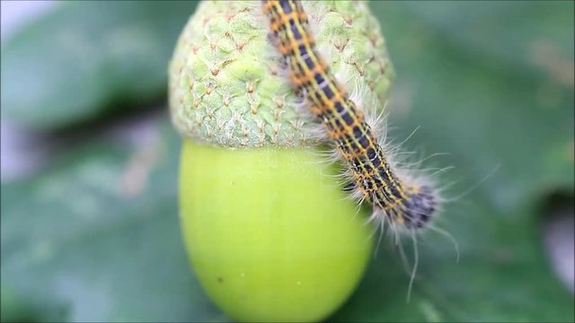 caterpillar macro, Phalera bucephala, Raupe Mondvogel
