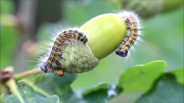 caterpillar macro, Phalera bucephala, Raupe Mondvogel
