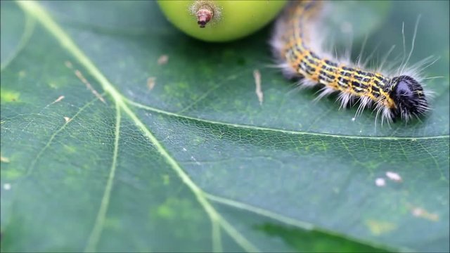 caterpillar macro, Phalera bucephala, Raupe Mondvogel
